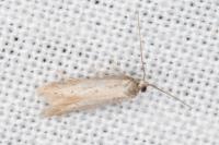 Dysspastus fallax