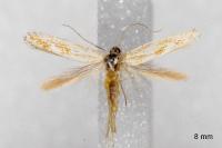 Ptocheuusa paupella