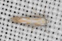 Ptocheuusa paupella
