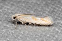 Ptocheuusa paupella
