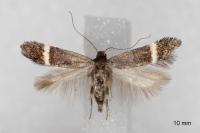 Aproaerema cinctella