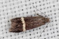 Aproaerema cinctella