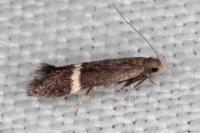 Aproaerema cinctella