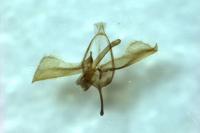 Glyphipterix fuscoviridella