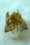 Nemapogon granellus