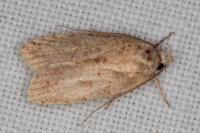 Agonopterix assimilella