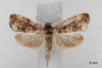 Endothenia oblongana