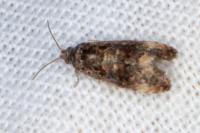 Endothenia oblongana