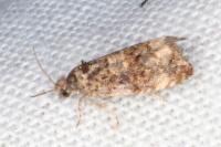 Endothenia oblongana