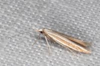 Coleophora bilineella