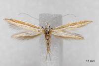 Coleophora bilineella