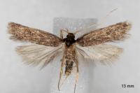 Eurodachtha canigella
