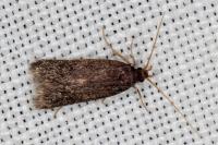 Eurodachtha canigella