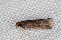 Eurodachtha canigella