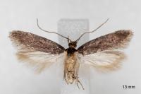 Telphusa cistiflorella