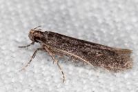Telphusa cistiflorella