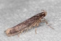 Telphusa cistiflorella