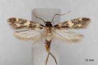 Oegoconia quadripuncta