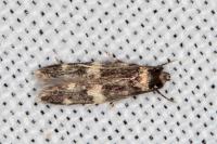 Oegoconia quadripuncta