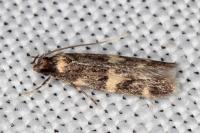 Oegoconia quadripuncta