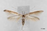 Coleophora acrisella