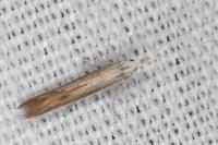 Coleophora acrisella