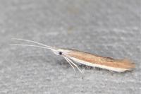 Coleophora acrisella