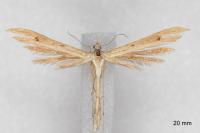 Stenoptilia stigmatodactyla