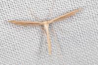Stenoptilia stigmatodactyla