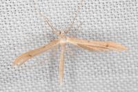 Stenoptilia stigmatodactyla