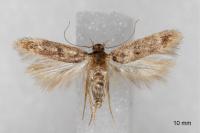 Bryotropha dryadella
