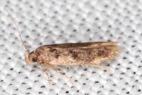 Bryotropha dryadella