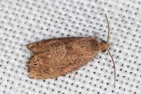 Cydia molybdana