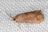 Cydia molybdana