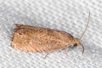Cydia molybdana
