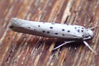 Yponomeuta sedella