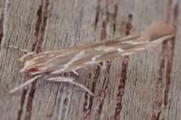 Pyroderces argyrogrammos