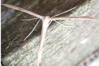 Emmelina monodactyla
