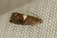 Pammene spiniana