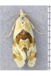 Aethes rubigana
