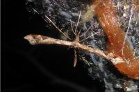 Amblyptilia acanthadactyla