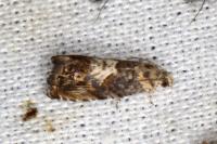 Pammene suspectana