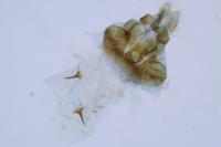 Pammene suspectana