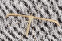 Emmelina monodactyla