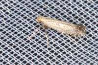 Parornix torquillella