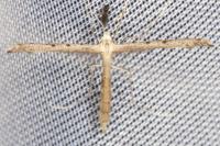 Agdistis bennetii