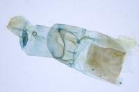 Agdistis bennetii