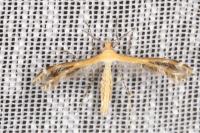 Stangeia siceliota