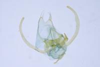 Stangeia siceliota