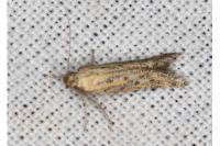 Metzneria hilarella